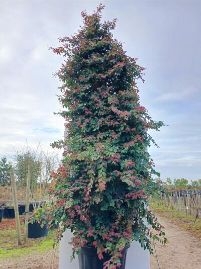 Loropetalum chinense 'Daybreak's Flame' / Riemenblüte 'Daybreak's Flame', hoher Strauch mit rötlich-grünem Laub, 250–300 cm, C80
