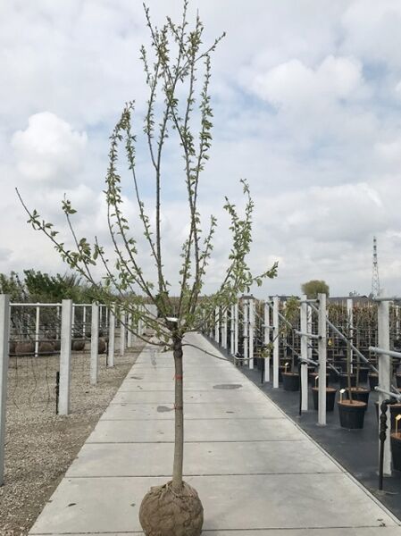 Prunus avium 'Kordia' / Süßkirsche 'Kordia' Halbstamm 14-16 StU mit Drahtballen, junger Baum mit feinen Trieben