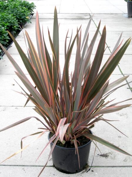 Neuseeländer-Flachs 'Rainbow Queen' / Phormium tenax 'Rainbow Queen'