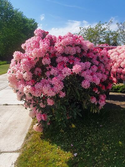 Rhododendron 'Schirmform' H: 150 cm B: 220 cm (546293) / Rhododendron yakushimanum Schirmform