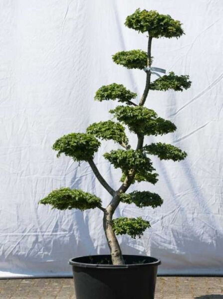 Ulmus minor „Jacqueline Hillier“ Garten-Bonsai, 160 cm hoch, 80 cm breit, geschnittene Krone in Etagenform im Topf.