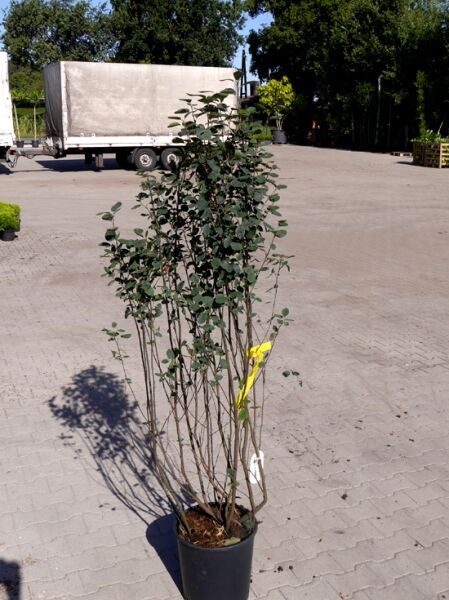 Säulen-Felsenbirne 'Obelisk' (Amelanchier alnifolia) 125-150 cm im Container C20, mehrtriebiger Säulenstrauch mit grünem Laub
