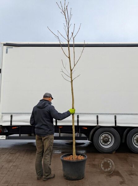 Blumen-Esche Fraxinus ornus 'Louisa Lady' Hochstamm 12-14 StU, laubloser Baum im Container mit geradem Stamm und Krone