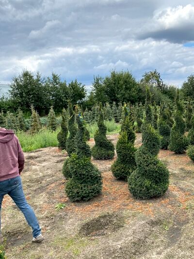 Taxus baccata 'Spirale' / Heimische Eibe 'Spirale' 175-200 cm m. B. als spiralförmig geschnittener Solitär im Feld.