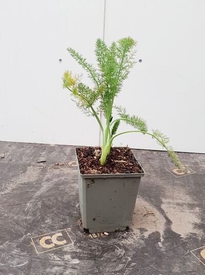 Fenchel (Foeniculum vulgare) im Topf, Variante P9, grüne gefiederte Blätter und helle Blütenstände sichtbar.