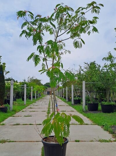 Albizia julibrissin 'Ombrella' Seidenbaum mehrstämmig im Container, ca. 200–250 cm, mit gefiederten Blättern und rosa Blütenständen.