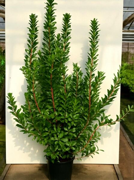 Westlicher Erdbeerbaum (Arbutus unedo) 150–175 cm, C20, mehrtriebige Kübelpflanze mit glänzend grünen Blättern