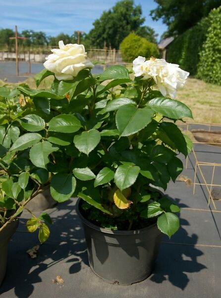 Rosa 'Schneewalzer ®' / Kletterrose 'Schneewalzer' A-Qualität C5, im Topf mit weißen Blüten und glänzend grünem Laub