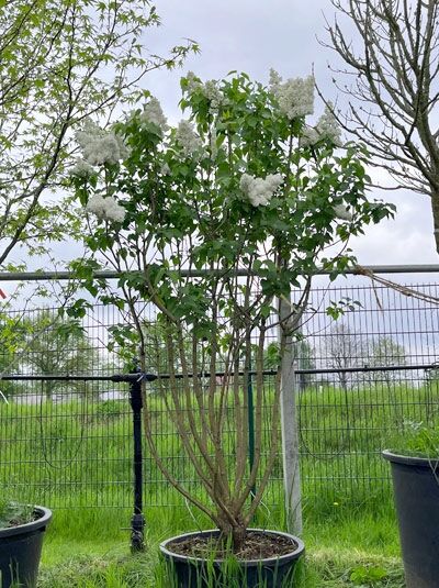 Gartenflieder / Gewöhnlicher Flieder / Edelflieder &#039;Souvenir d&#039; Alice Harding&#039; 200-225 cm Hoch &#039;mehrstämmig&#039; / Syringa vulgaris &#039;Souvenir d&#039; Alice Harding&#039; &#039;mehrstämmig&#039; (874928)