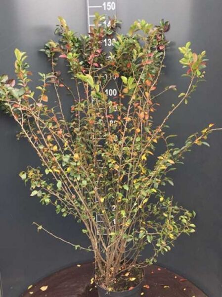 Cotoneaster lucidus (Zwergmispel) Strauch im Topf, mehrtriebig mit grünlichem Laub, Höhe 125–150 cm, Container C12.