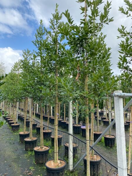 Stechpalme Ilex koehneana 'Chestnut Leaf' 180 cm, Stammumfang 12-14 cm, im Container, aufrechter Stamm mit grünem Laub