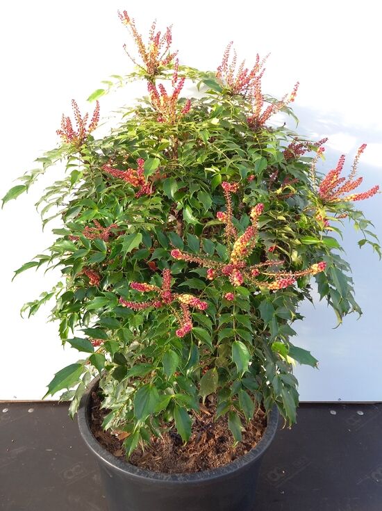 taxus baccata 100 125 Eibe (140 - 160 cm) Taxus baccata als starke Ballenware