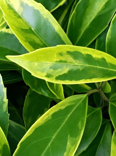 Japanische Aukube (Aucuba japonica 'Sulphurea Marginata') Goldorange mit grün-gelb panaschierten, glänzenden Blättern