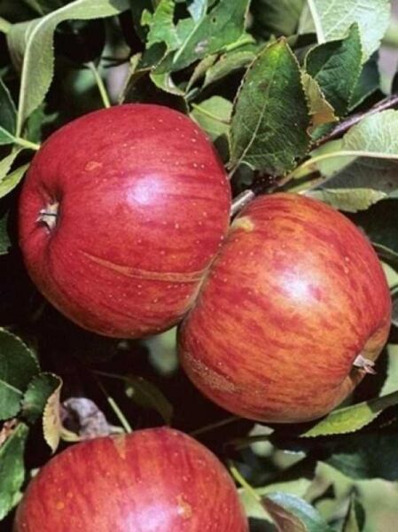 Apfel 'Topaz' / Apfel 'Topaz'