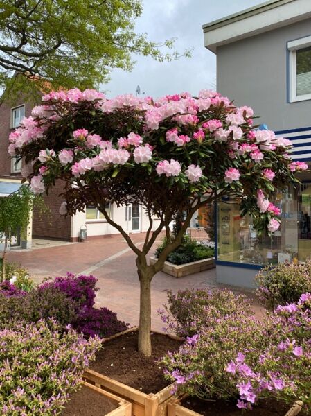 Rhododendron 'Mist Maiden' 250 cm breit x 250 cm hoch / Rhododendron yakushimanum 'Mist Maiden' Schirm auf Stamm 