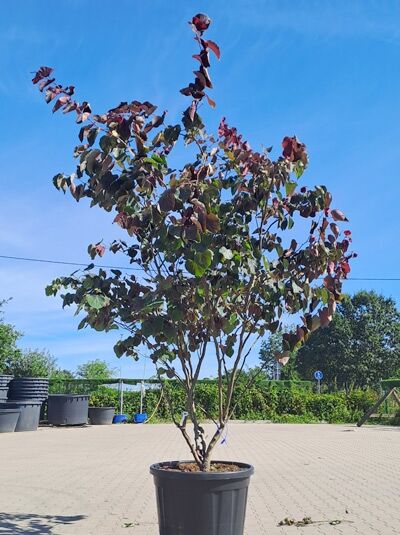 Amerikanischer Judasbaum 'Forest Pansy' 175-200 cm / Cercis canadensis 'Forest Pansy' (1577146)