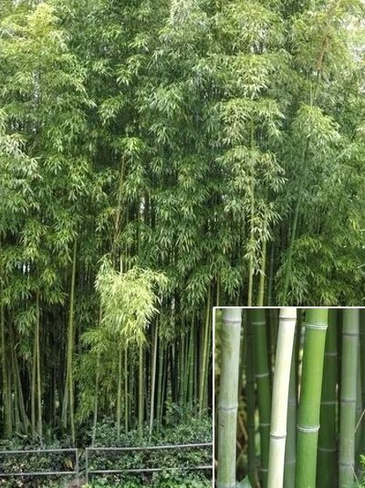 grüner Pulver Bambus / Phyllostachys viridiglaucescens