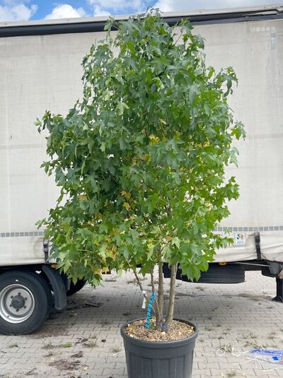 Amerikanischer Amberbaum 275 - 300 cm 'mehrstämmig' / Liquidambar styraciflua (1577321)