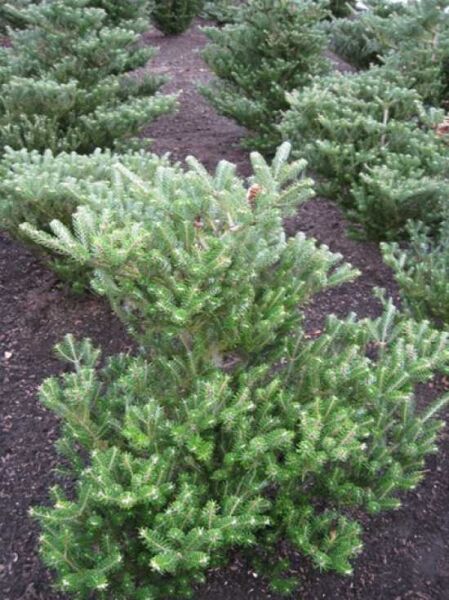 Korea-Tanne ‘Silberlocke’ (Abies koreana ‘Silberlocke’) 80–100 cm mit Ballen, buschiger Nadelbaum mit dichtem Austrieb.