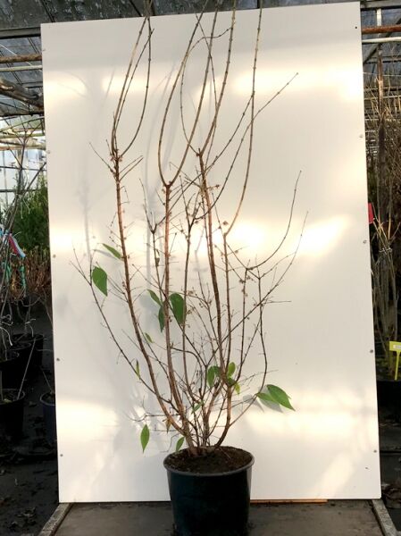 Chinesische Winterblüte (Chimonanthus praecox) 175-200 cm C20, laubabwerfender Strauch im schwarzen Pflanztopf mit Trieben und wenigen Blättern.