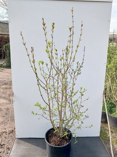 Chinesischer Flieder 'Saugeana' / Königsflieder 'Saugeana' / Syringa chinensis 'Saugeana'