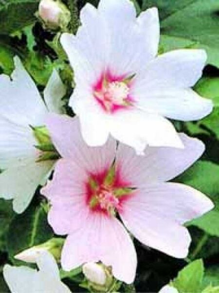 Lavatera 'Barnsley' / Buschmalve