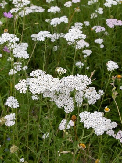 Heimische Schafgarbe / Achillea millefolium