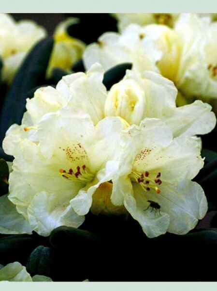 Rhododendron 'Marina' / Rhododendron wardii 'Marina'