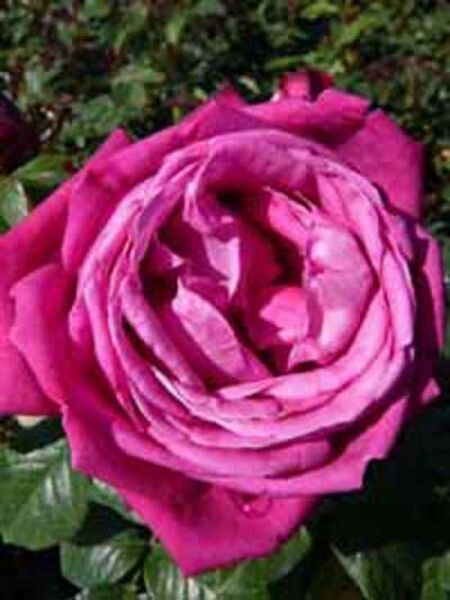 Edelrose 'Senteur Royale' / Rosa 'Senteur Royale ®'
