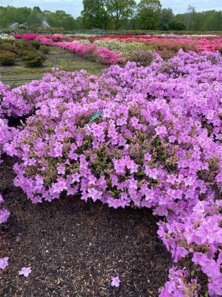 Rhododendron obtusum 'Ledikanense' 160-180 cm breit x 60-70 cm hoch / Japanische Azalee 'Ledikanense' (Nr.1402)