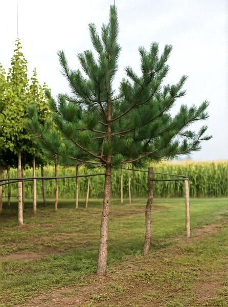 Pinus nigra ssp. nigra 'Hochstamm' / Österreichische Schwarz-Kiefer, Hochstamm mit geradem Stamm und lockerer Nadelkrone