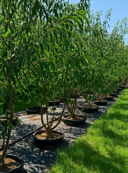 Prunus serrula (Mahagoni-Kirsche) 200-250 cm C50, junger Baum im Container mit grünem Laub und schlankem Stamm.