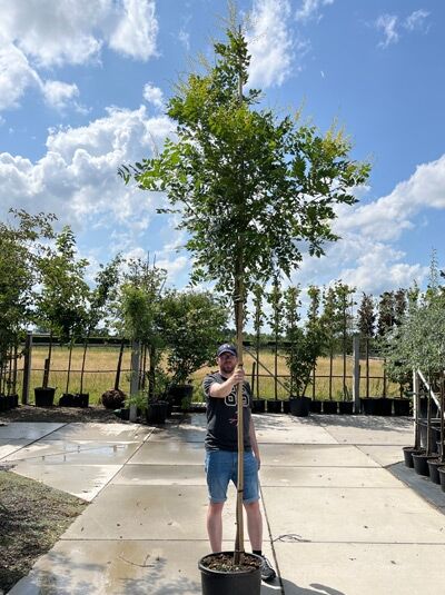 Koelreuteria paniculata (Blasenesche) Hochstamm 10-12 StU im Container, junger Baum mit grünem Laub und geradem Stamm.