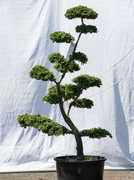 Garten-Bonsai (566) / Ulmus minor 'Jacqueline Hillier' H: 170 cm B: 100 cm
