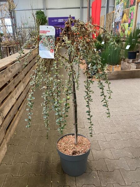 Cotoneaster dammeri 'Juliette' / Kriechmispel 'Juliette' mit grün-weiß panaschierten, ovalen Blättern an überhängenden Trieben