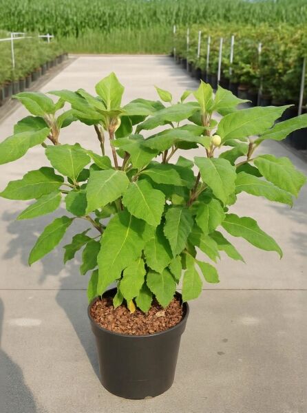 Hydrangea aspera 'Macrophylla' Samt-Hortensie/Fell-Hortensie 80-100 cm C7 im Topf, grünes Laub, mehrere Triebe mit Knospen