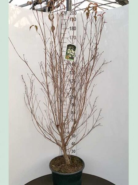 Chinesischer Blumen-Hartriegel Cornus kousa var. chinensis 'Milky Way' mit kahlen Trieben im Topf (C20), ca. 175–200 cm