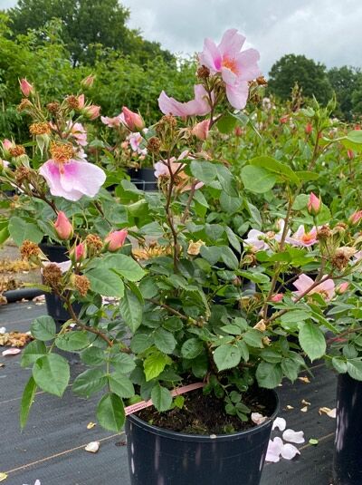 Rosa 'Orienta'® 'Laila' – Strauchrose 'Orienta'® 'Laila' C5 im Topf, rosa Blüten, Knospen und grünes Laub