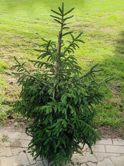 Picea orientalis 'Wittbold' / Orient-Fichte 'Wittbold' 80-100 cm m. B., kompakter Nadelbaum mit dichtem, dunkelgrünem Geäst