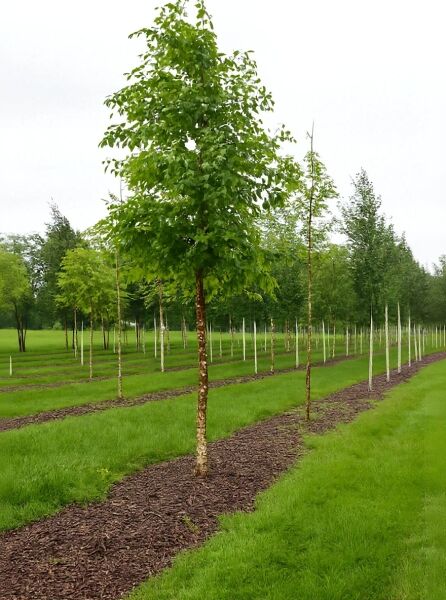 Betula nigra (Schwarz-Birke/Fluss-Birke) Hochstamm 30-35 StU, Laubbaum mit rötlich-brauner, schuppiger Rinde.