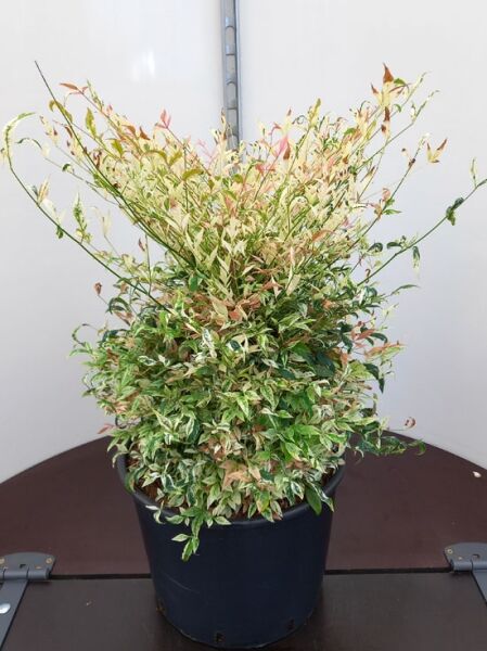 Nandina domestica 'Twilight' (Heiliger Bambus 'Twilight'), Topfpflanze mit grün-weiß panaschierten Blättern und rötlichem Austrieb.