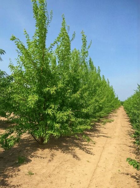 Geschlitzter Silber-Ahorn (Acer saccharinum 'Laciniatum Wieri') 350–400 cm mit Drahtballen, laubtragender Baum in Baumschule