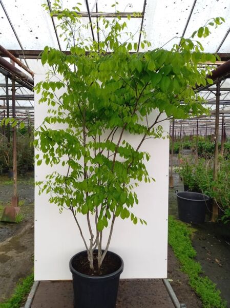 Amerikanisches Gelbholz / Amerikanisches Gelbholz