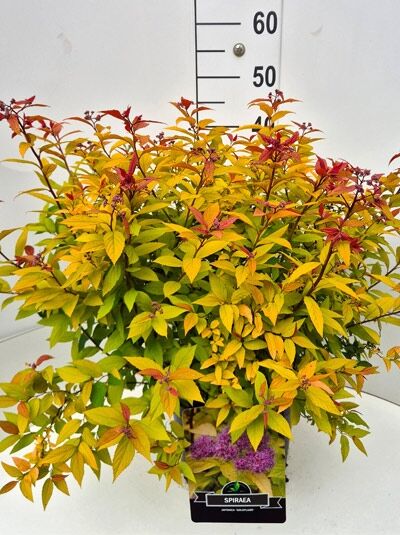 Spiraea japonica 'Goldflame' / Japan-Spiere 'Goldflame' 50-60 cm C10, kompakter Strauch mit gelbgrünem Laub und rötlichen Triebspitzen