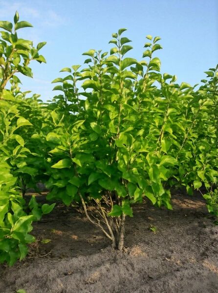 Syringa vulgaris 'Michel Buchner' (Gartenflieder), Solitärstrauch 150–175 cm, mehrtriebig, mit dichtem grünem Laub
