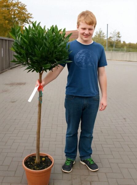 Laurus nobilis „Kugel auf Stamm“, Echter Küchenlorbeer, Kugelkrone am Stamm im Topf (C20)