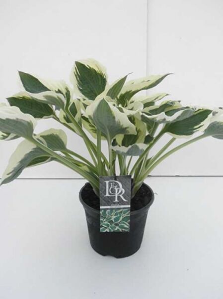 Weißrand-Funkie Hosta 'Patriot' C3 im Topf, grüne Blätter mit weißem Rand und aufrechtem Wuchs.