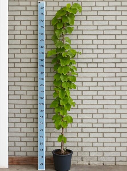 Vitis coignetiae (Rostrote Rebe/Scharlachwein) Kletterpflanze im Topf, 175–200 cm, C10, mit grünen Blättern am Stab.