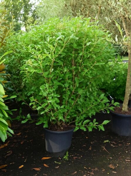Viburnum globosum 'Jermyn's Globe' / Schneeball 'Jermyn's Globe' 125-150 cm C35, buschiger Strauch im Pflanzcontainer