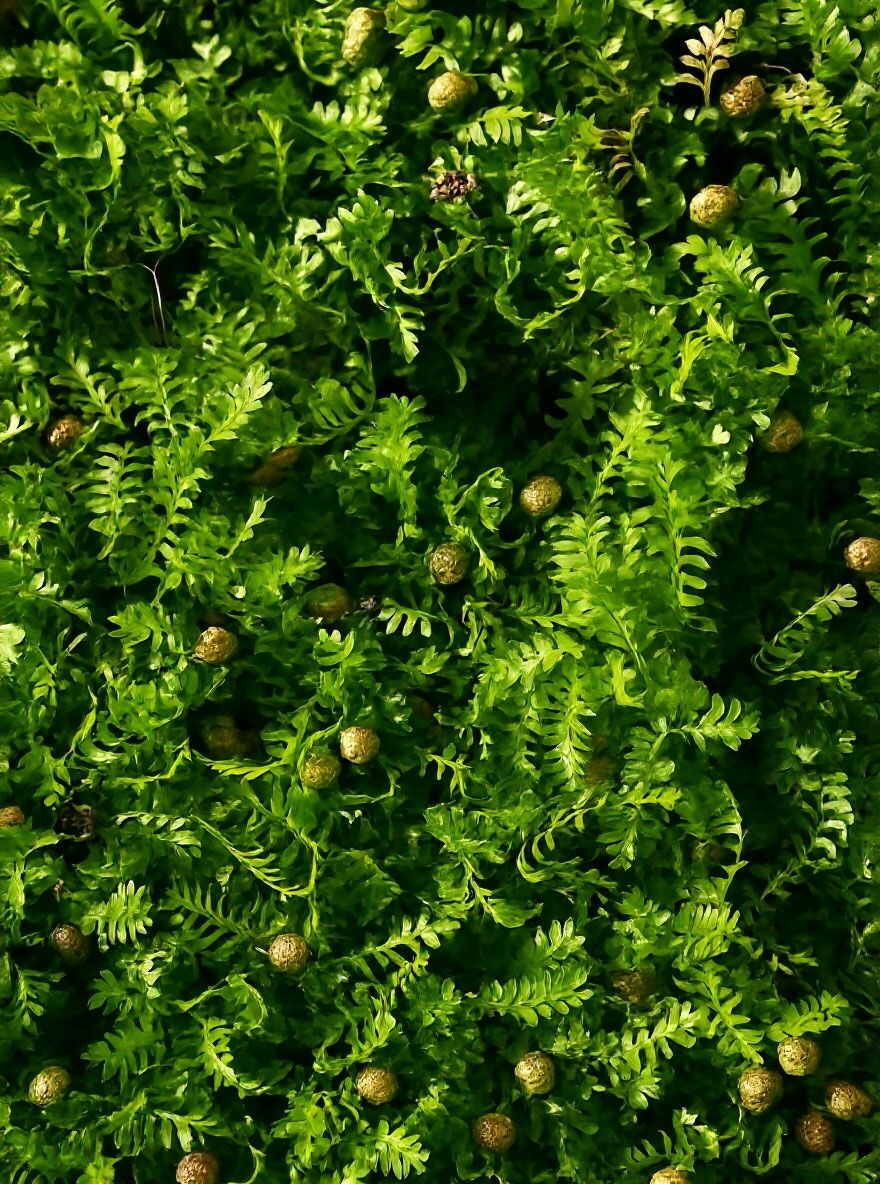 schmuck kaktus Sonnenfänger handgemacht mit Kaktus-Anhänger & Kristall – walnutandcherry main image 0